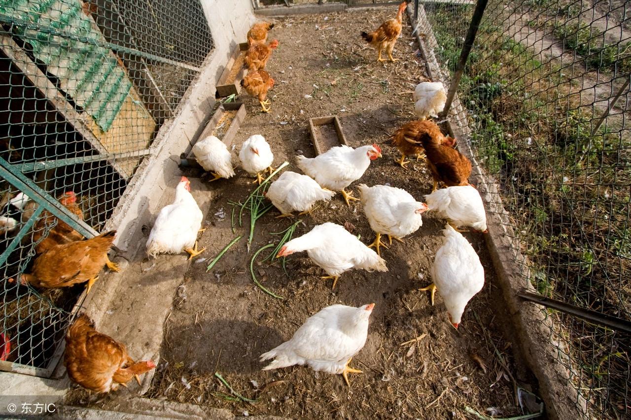 致富项目养鸡_生态鸡养殖技术致富经_致富养殖鸡生态技术视频