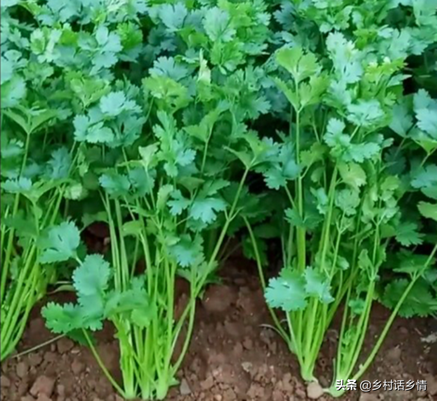 香菜种植技术和时间_香菜种植技术时间是多少_香菜种植技术时间多长