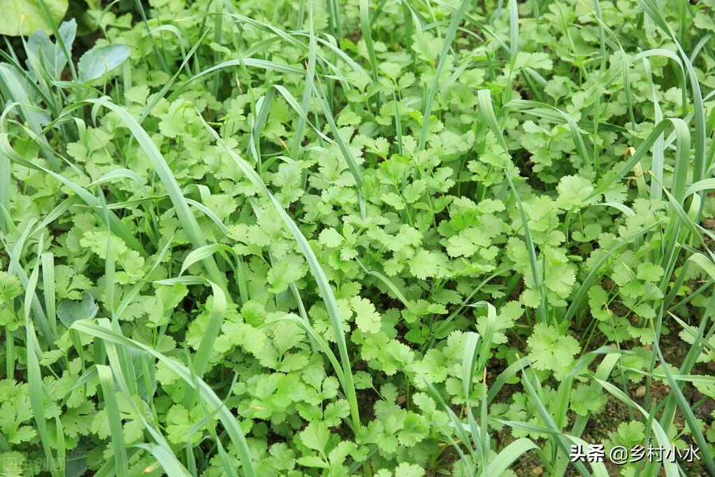 香菜种植技术和种植时间_香菜的种植时间_香菜种植技术和时间