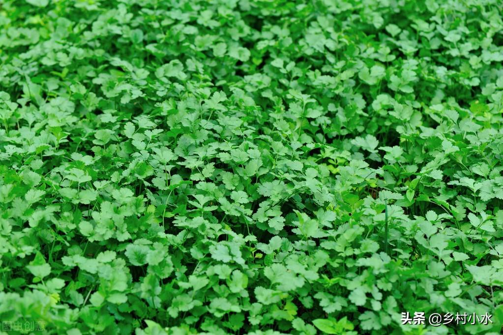 香菜种植技术和种植时间_香菜的种植时间_香菜种植技术和时间