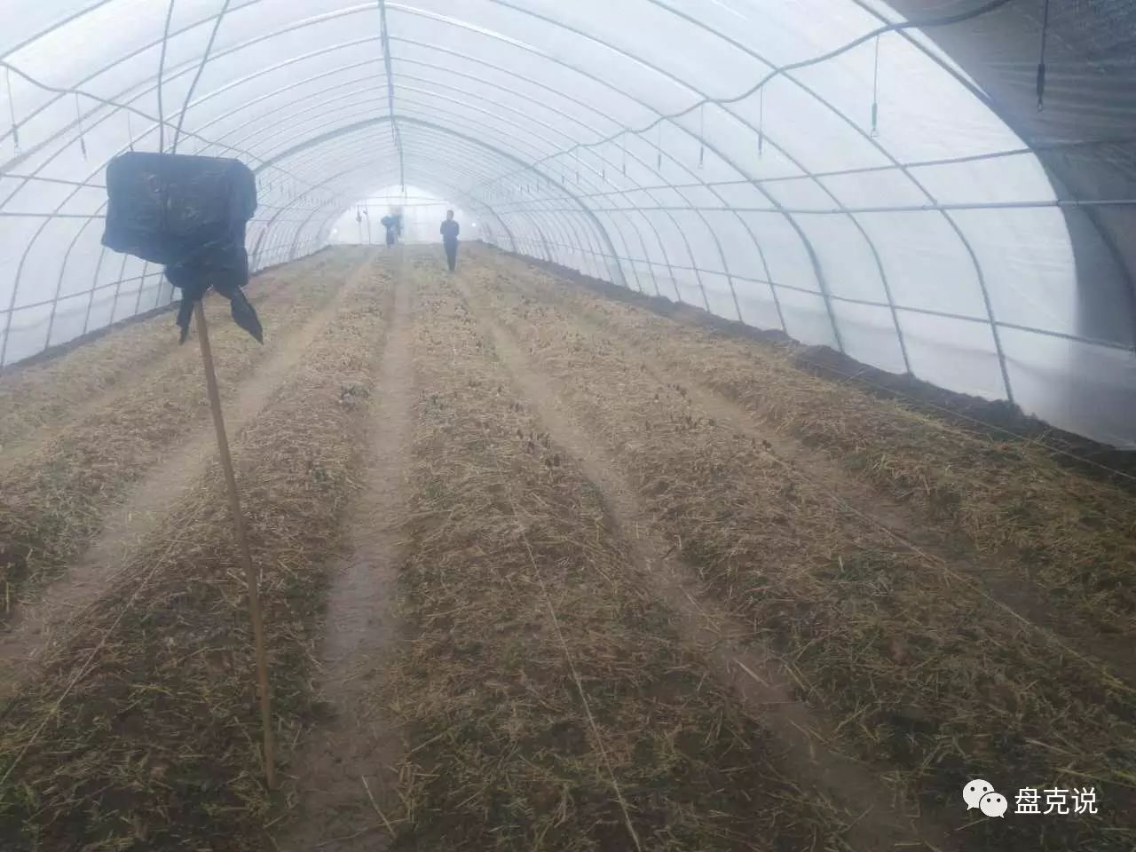 人工种植羊肚菌能致富吗_种羊肚菌挣钱吗_人工种植羊肚菌价