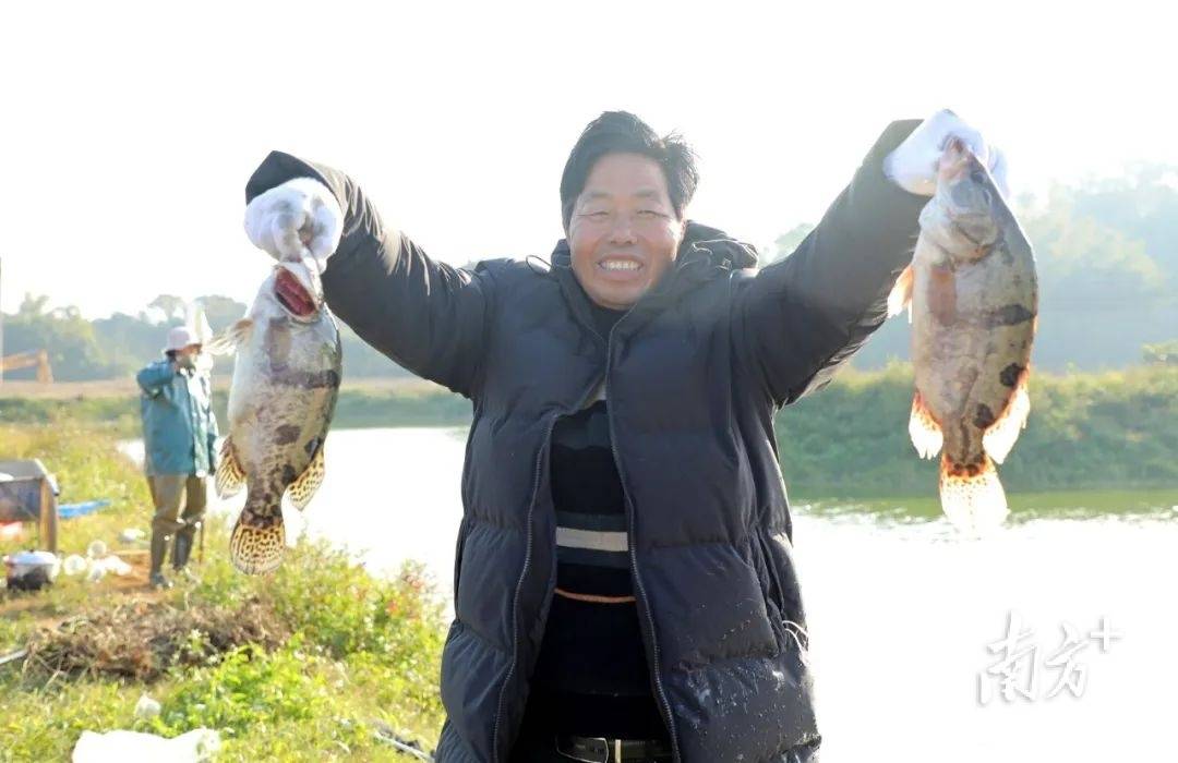 鳜鱼的人工养殖技术_养殖人工鳜鱼技术要求_养殖人工鳜鱼技术视频