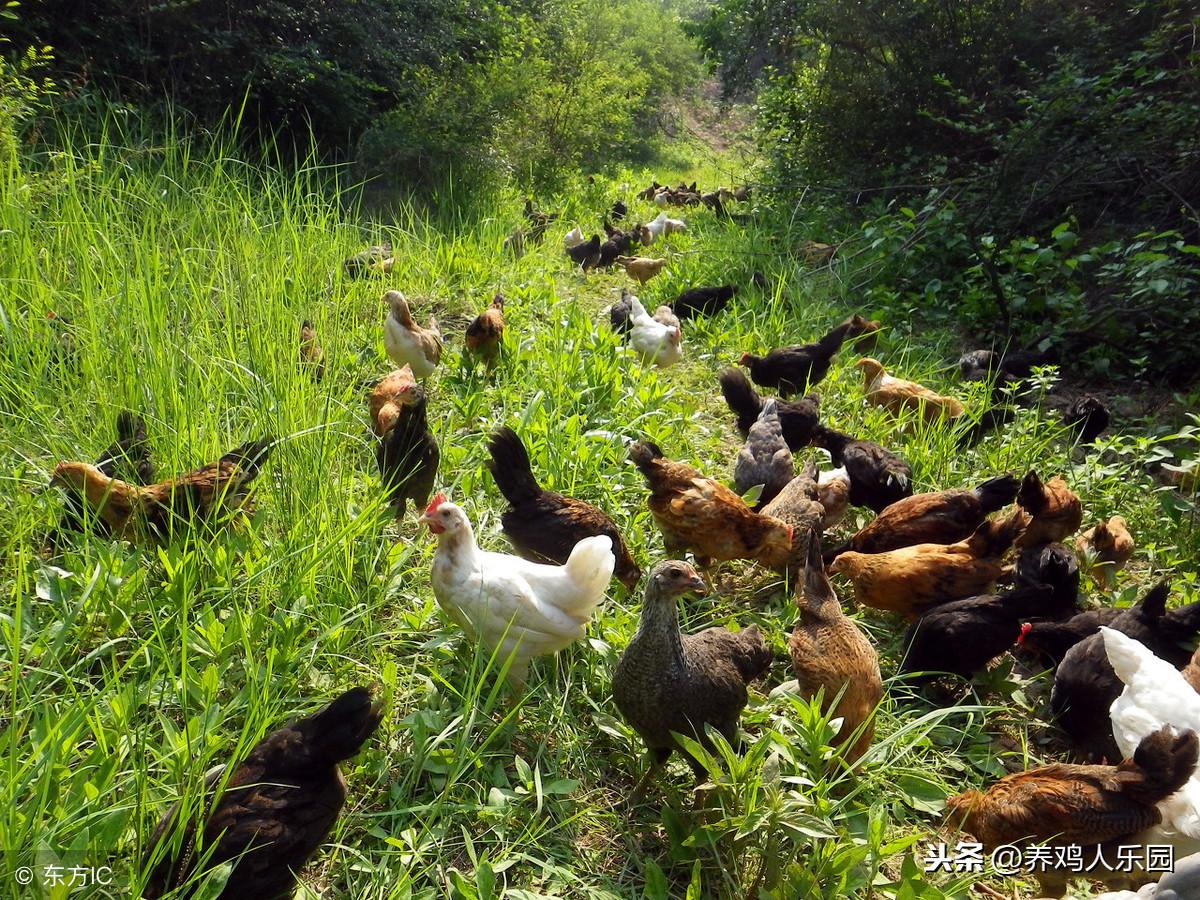 生态鸡养殖技术致富经_致富项目养鸡_致富养殖鸡生态技术视频