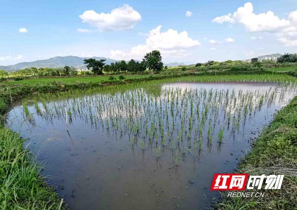 湖南挑源种养致富经_湖南养殖基地_湖南养殖