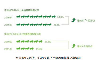 农业现代化辉煌五年系列宣传之三：生猪产业加快转型升级