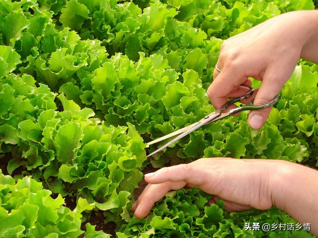 什么季节种什么菜，四季蔬菜种植的时间来了，全面又详细