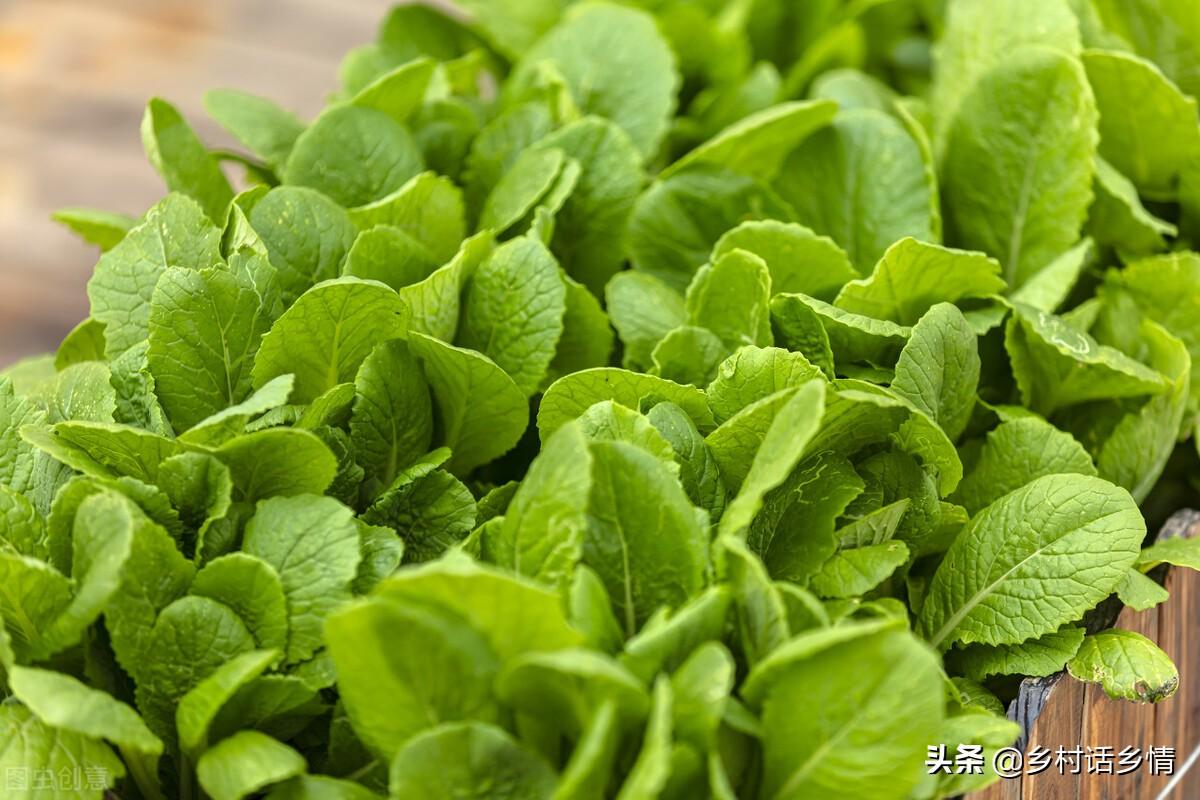 香菜种植技术和时间_香菜的种植时间_香菜种植技术时间多长