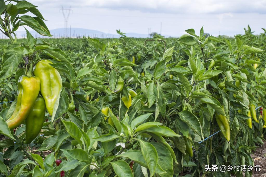 香菜种植技术和时间_香菜的种植时间_香菜种植技术时间多长