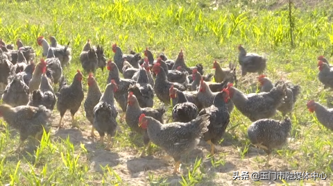 生态鸡养殖技术致富经_致富养殖鸡生态技术视频_致富养殖鸡生态技术研究