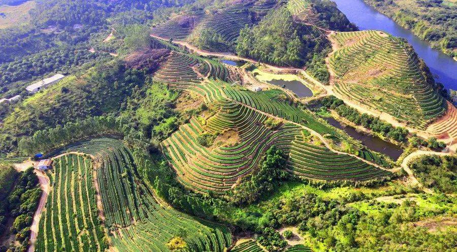 惠东：做强茶业产业链，铺就乡村致富路