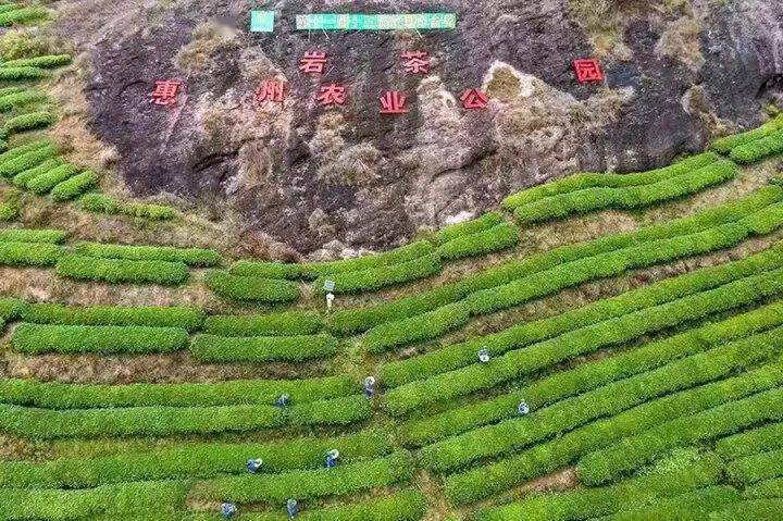 种植茶叶赚钱吗_茶叶致富经_种植茶叶致富项目