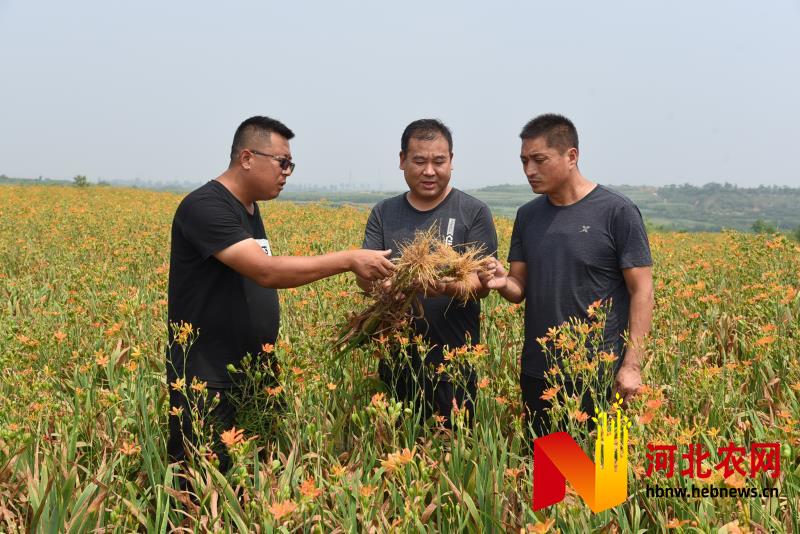 ​崔家庄村致富路上的带头人