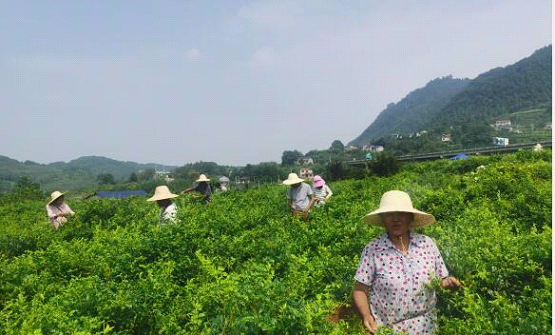 【中国经济网】一片莓茶叶承载脱贫致富梦知识产权助力打造“张家界莓茶”公共品牌