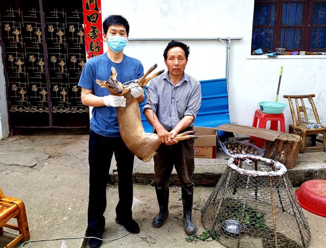 麂子养殖成本和利润_视频致富养殖麂子是真的吗_致富经麂子养殖视频