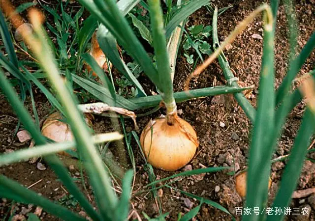 洋葱种植技术和管理_紫皮洋葱种植技术_洋葱的种植技术