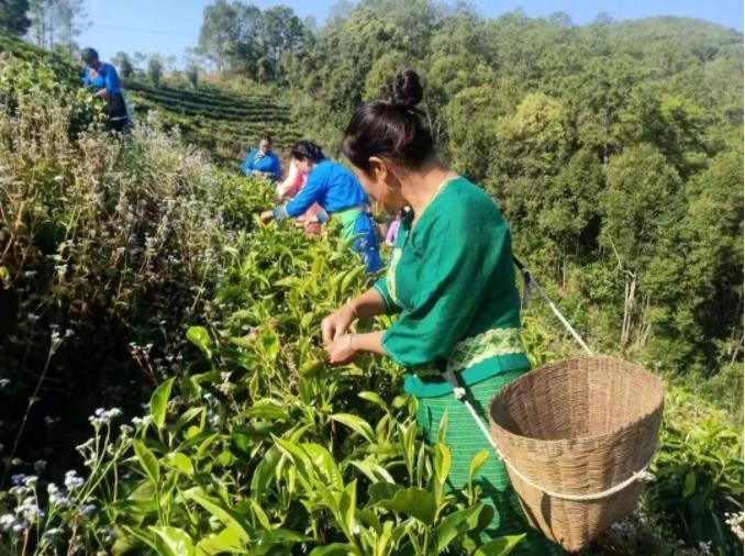 致富茶叶种植项目简介_种植茶叶致富项目_种植茶叶赚钱吗