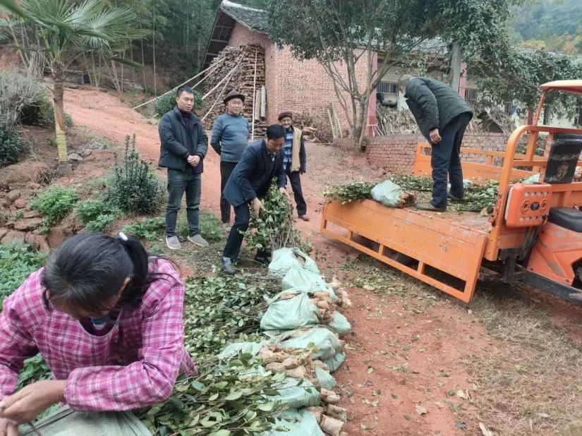 犍为大兴镇：种植油茶促振兴 荒山开出致富花