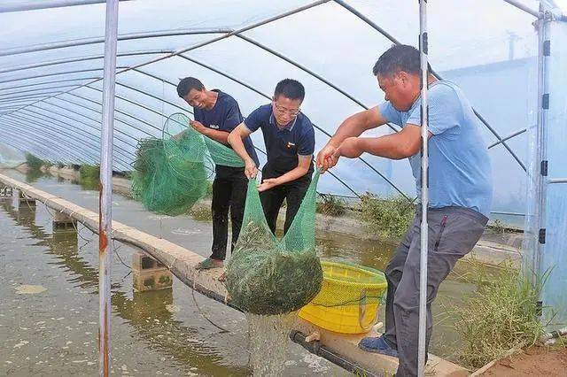 陕西盐碱地养起了南美白对虾，60天上市，1张棚平均产量1000斤