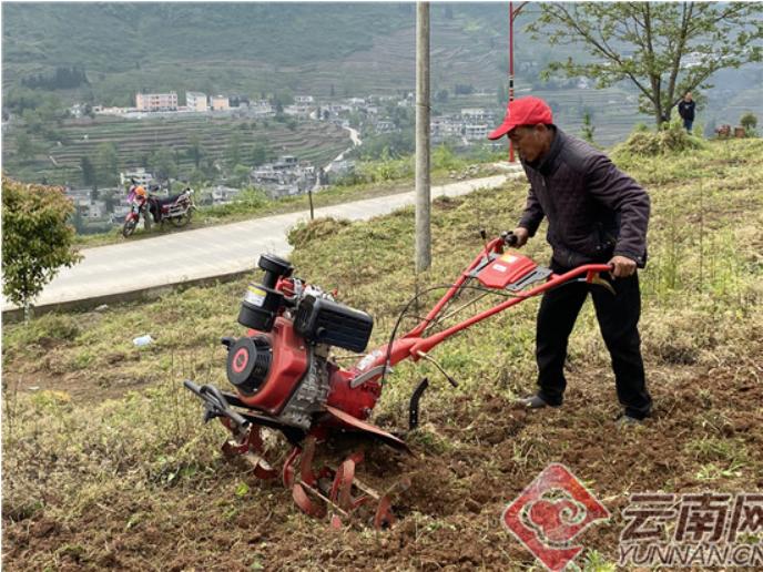 厉害！镇雄这个镇通过花椒种植要实现纯收益8000万元！