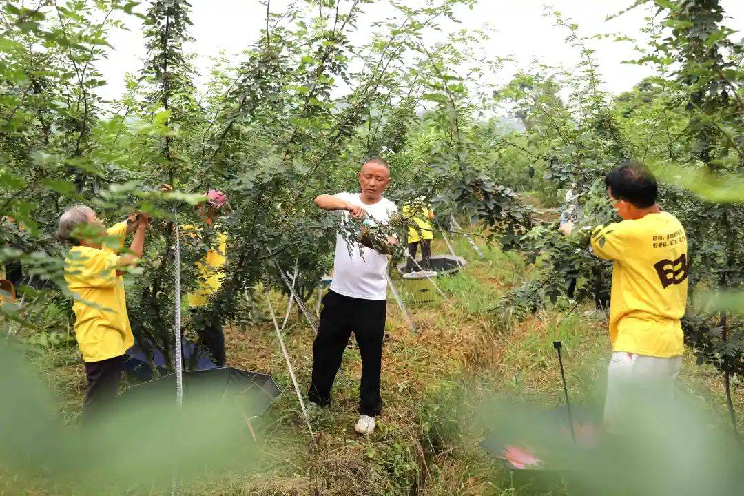 花椒树致富_种植无刺花椒致富路线图_花椒产业带动村民致富