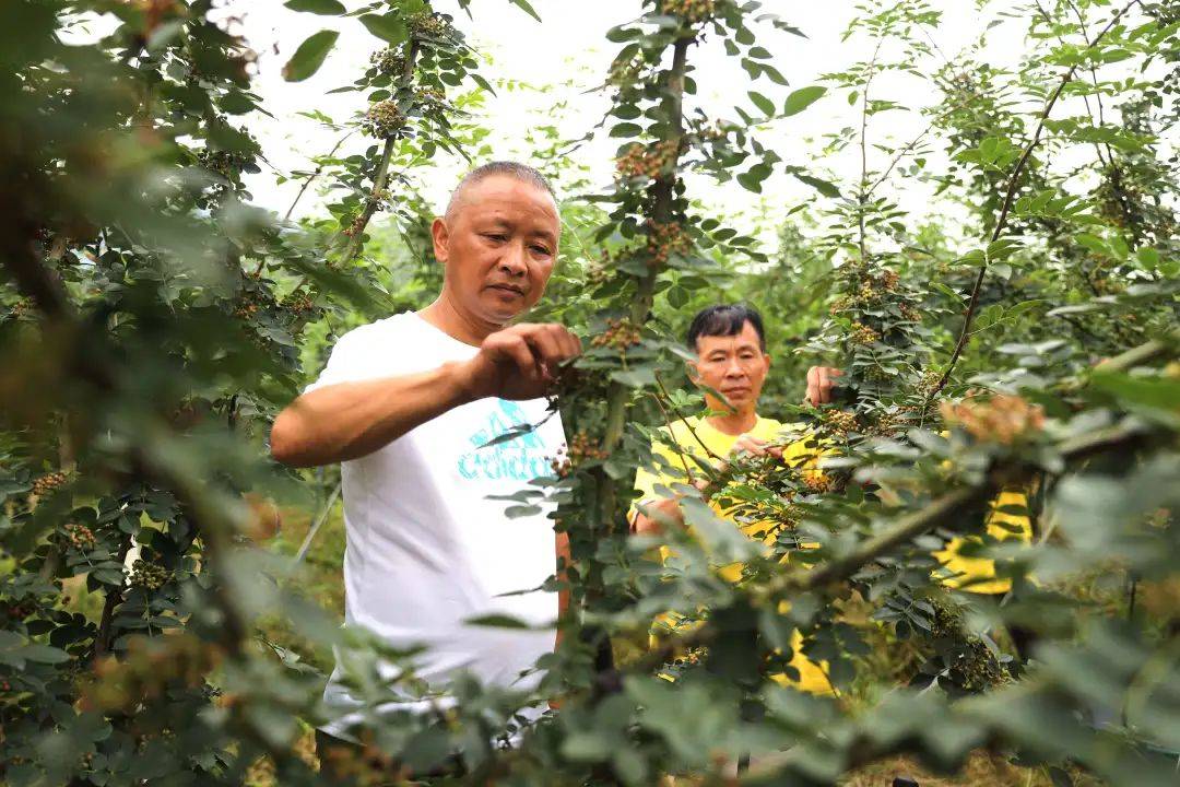 花椒产业带动村民致富_种植无刺花椒致富路线图_花椒树致富