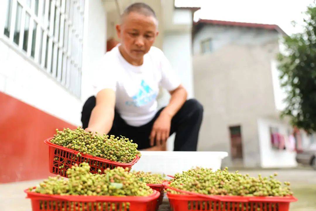 花椒产业带动村民致富_花椒树致富_种植无刺花椒致富路线图