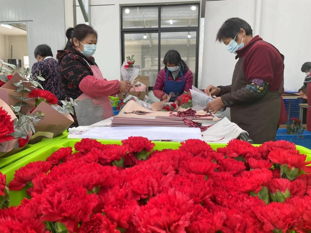 致富经让月季花成了致富花_月季红双喜不勤花_致富经种月季花