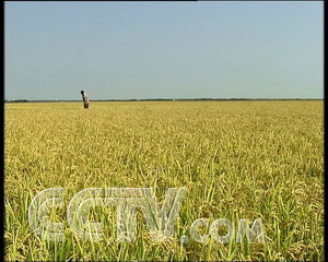 致富经沙漠种植_沙漠种植新技术_沙漠种草致富经视频