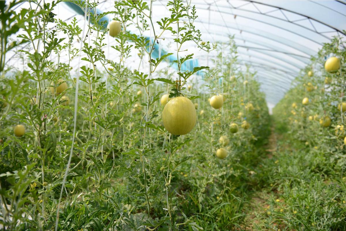 种植甜瓜致富项目_致富种植甜瓜项目是什么_种甜瓜创业