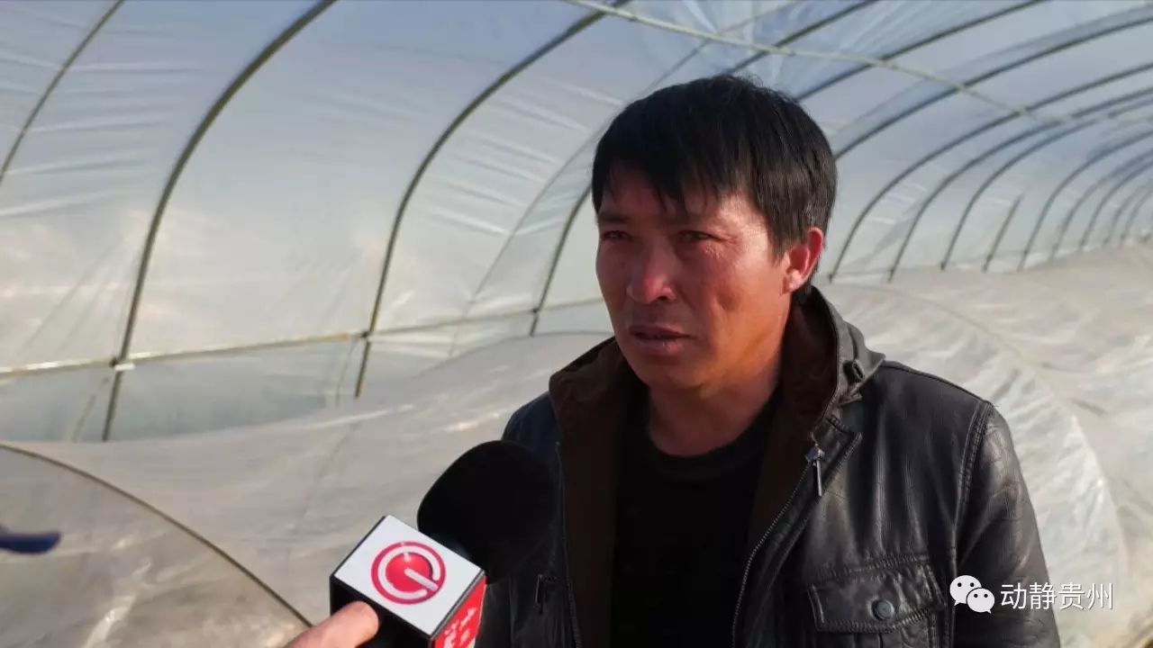 致富经奶牛_怎样致富致富_致富经 牛仔