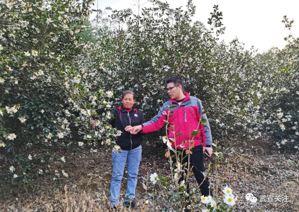 致富种植茶花图片_茶花种植致富_致富种植茶花视频