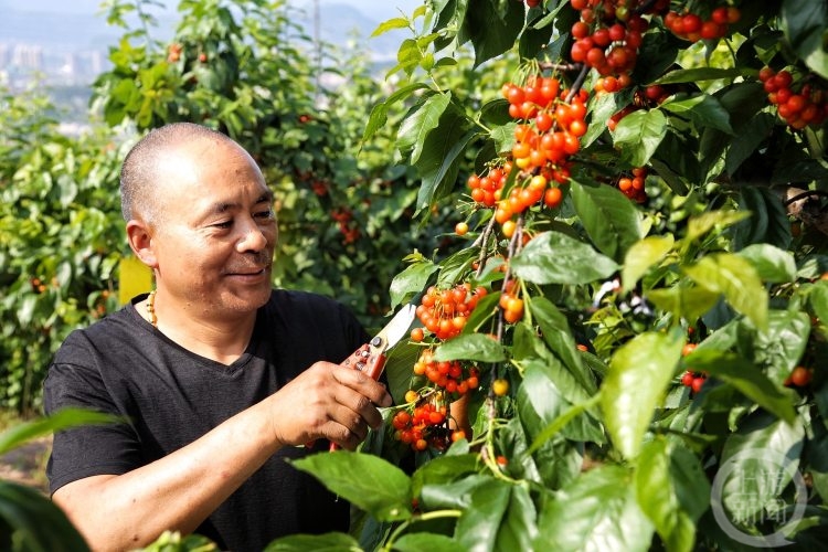 最美农村致富带头人｜谭世川：返乡创业种植果树 带领村民增收致富