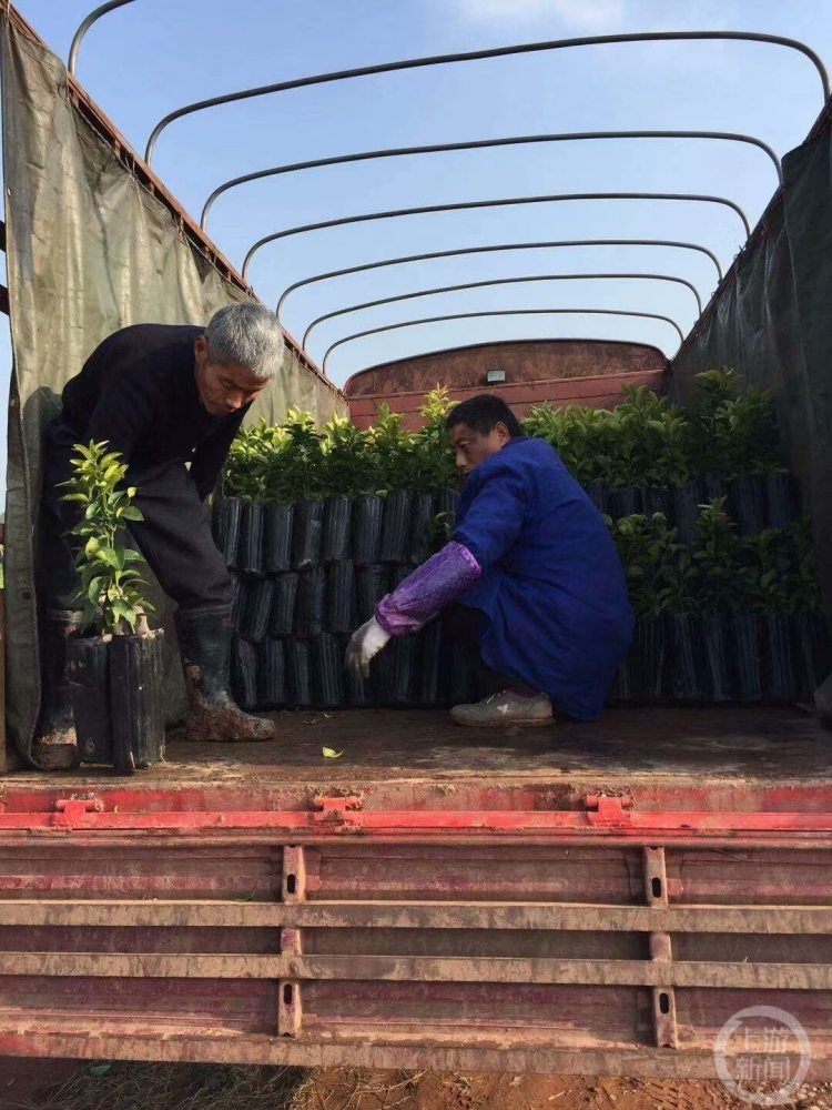 大量种植致富果树_果树种植致富经_致富果树种植大量土壤