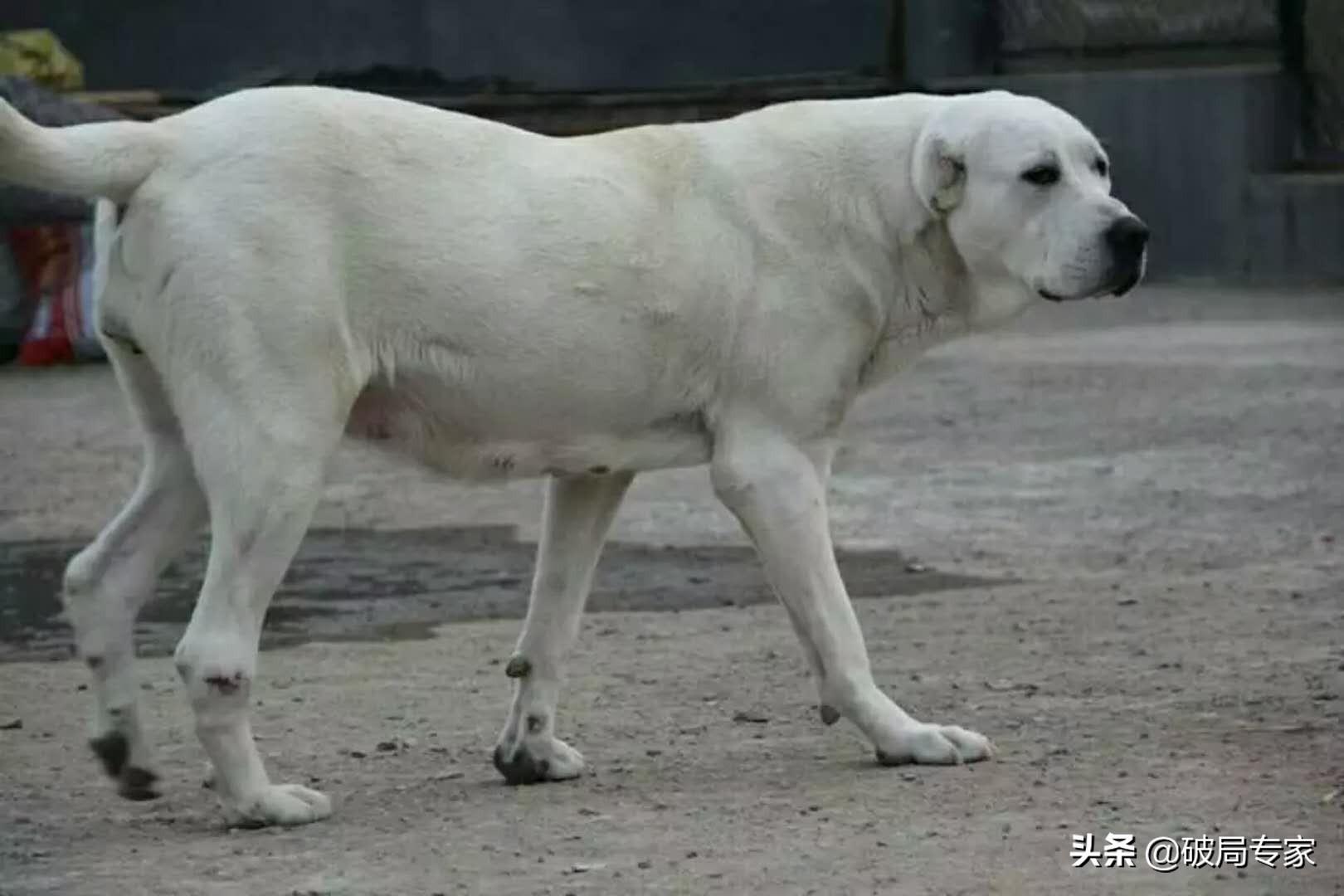 肉狗养殖视频每日农经_养殖肉狗的视频_大型肉狗养殖技术视频