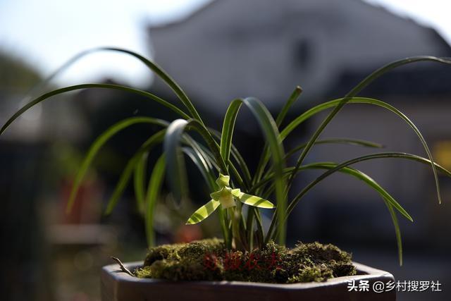 致富兰花种植时间_致富兰花种植方法_致富经种植兰花