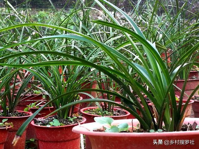 致富兰花种植时间_致富兰花种植方法_致富经种植兰花