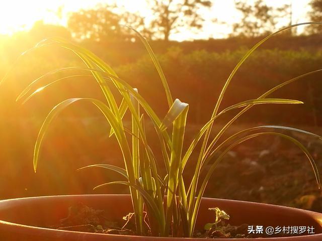 致富经种植兰花_致富兰花种植方法_致富兰花种植时间