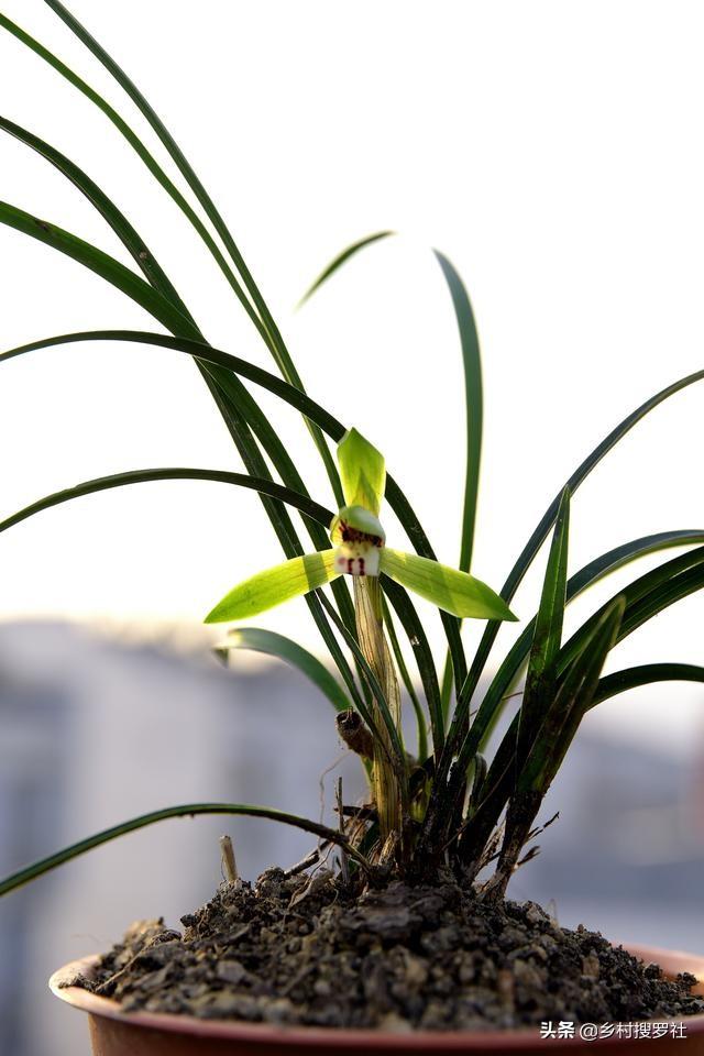 致富兰花种植时间_致富兰花种植方法_致富经种植兰花