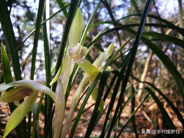 致富兰花种植时间_致富兰花种植方法_致富经种植兰花