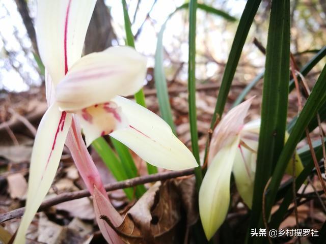 致富兰花种植时间_致富经种植兰花_致富兰花种植方法