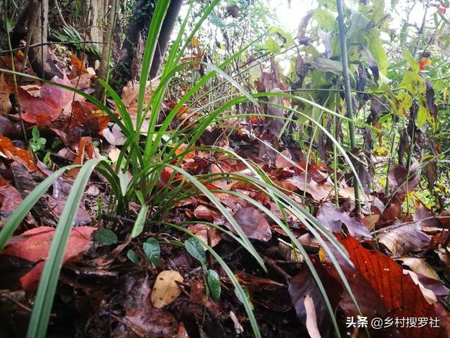 致富兰花种植时间_致富兰花种植方法_致富经种植兰花