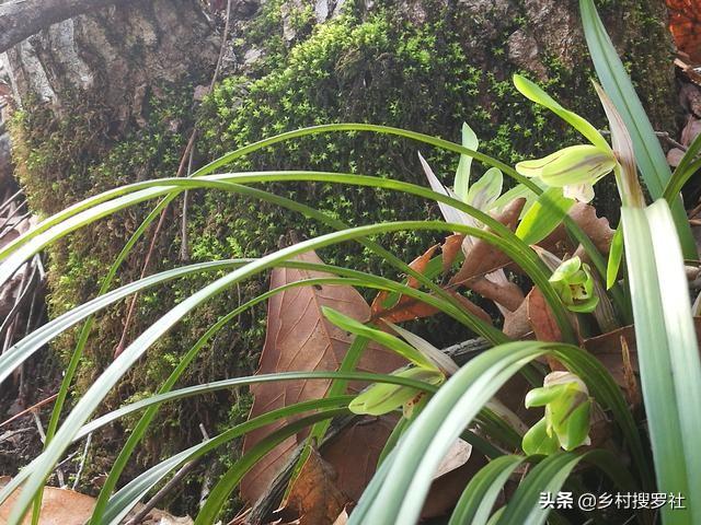 致富兰花种植方法_致富经种植兰花_致富兰花种植时间