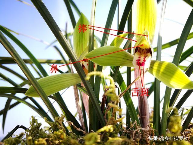 致富经种植兰花_致富兰花种植时间_致富兰花种植方法