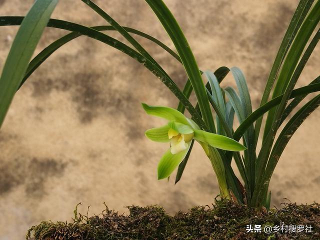 致富经兰花种植视频_致富经种植兰花_兰花致富经