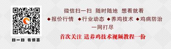 山地鸡林下养殖发展趋向与关键技术