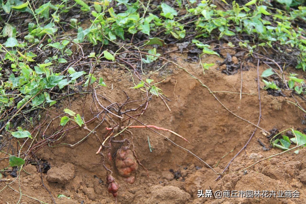 首乌种植法_种植首乌技术有哪些_首乌种植技术