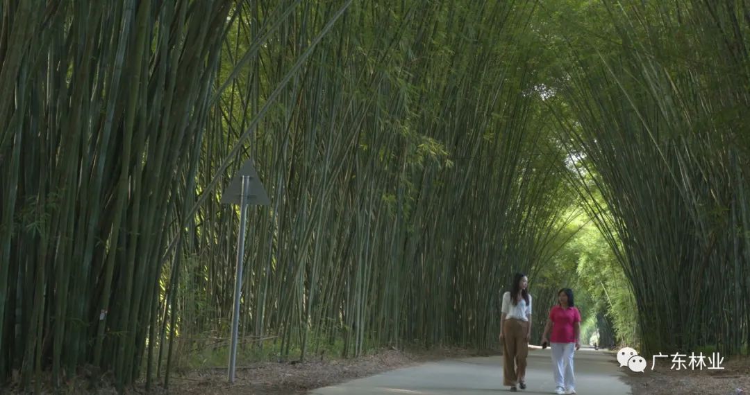 一条竹“链”能延多长？广宁百万亩竹林铺就乡村振兴路