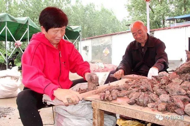 种植首乌技术要点_种植首乌技术要求_首乌种植技术