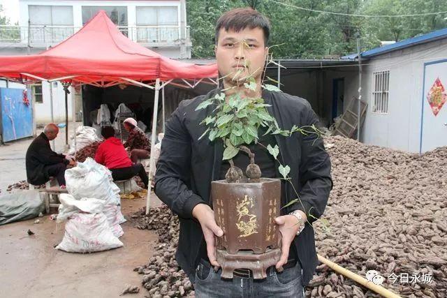 首乌种植技术_种植首乌技术要点_种植首乌技术要求