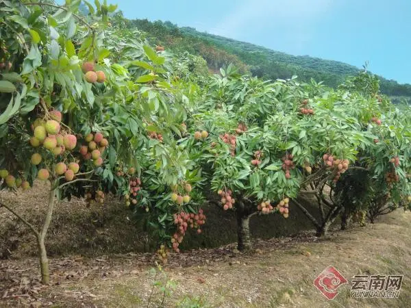 广西荔枝种植基地_广西种植荔枝致富_广西种植荔枝的优势